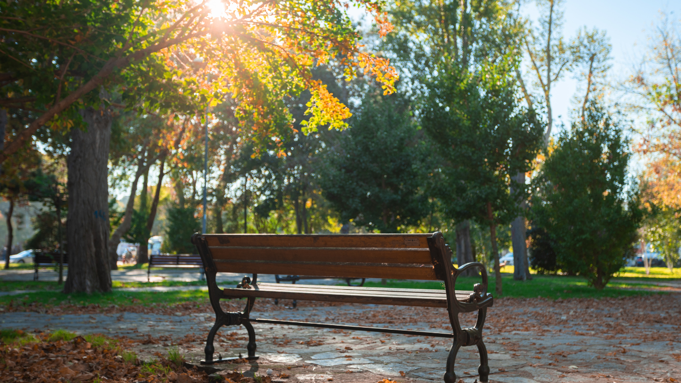 bench at park surrounded by trees