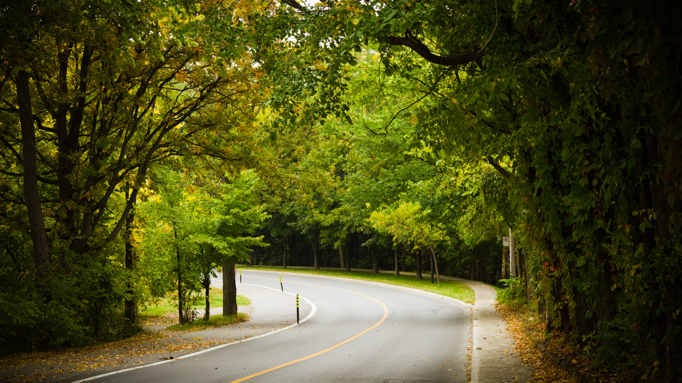 windy road surrounded by trees